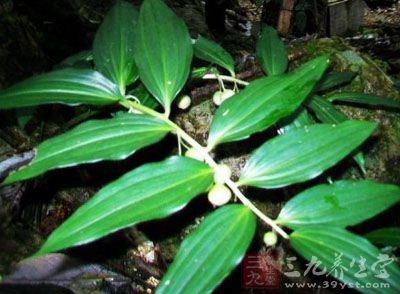 百合科药用植物概述[整理版]