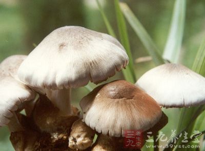 担子菌纲,子囊菌和担子菌,担子菌(第3页)_大山谷图库