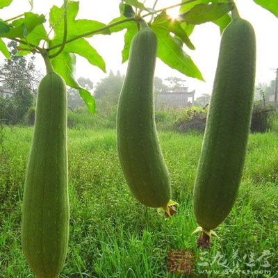 丝瓜的功效与作用及营养 1426481338247.jpg