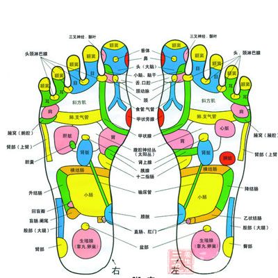 主要是脚底,因为很多器官在脚底都有反射区,力度大点,才能起到有效