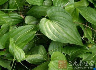 块根类植物百科 1430209358380.jpg