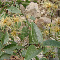 山木通根功效