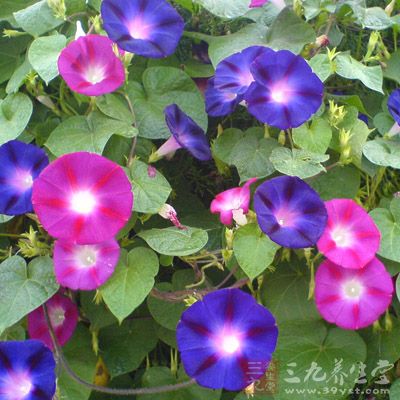 牵牛花可以吸收空气中的氨气