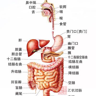 男性腹部疼痛位置图图片