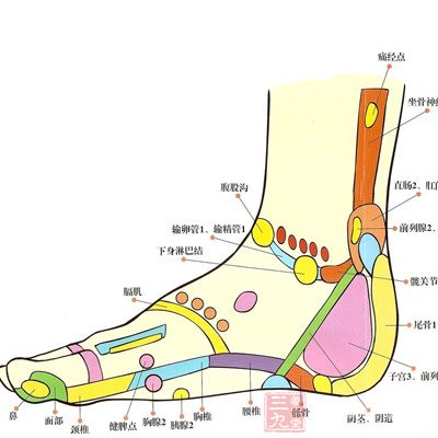 足部的经络图 内侧图片