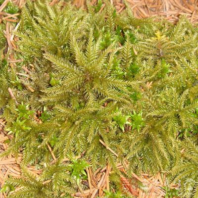 万年藓功效与作用