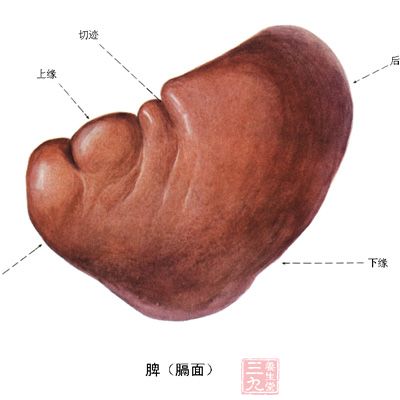 测测你的脾健康吗