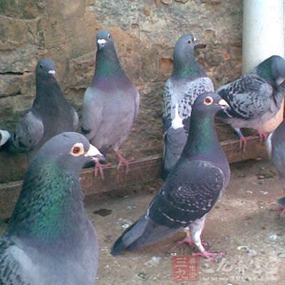 原鸽图片,土鸽子图片,花图片_大山谷图库