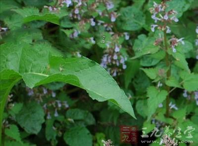 掐荆芥简谱_荆芥