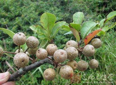 别名 檖,赤罗,罗,山梨,阳檖,鼠梨,赤萝,树梨,酸梨,野梨,糖梨