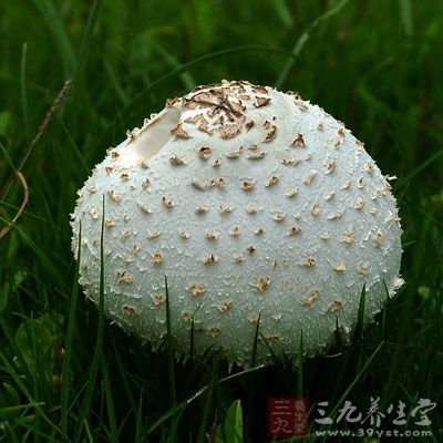 白伞菇,菇,伞菇_大山谷图库