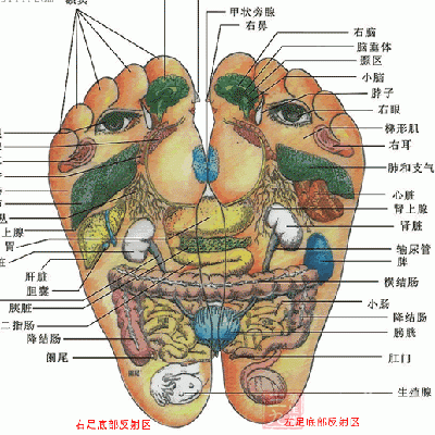 足底按摩生殖腺痛图片