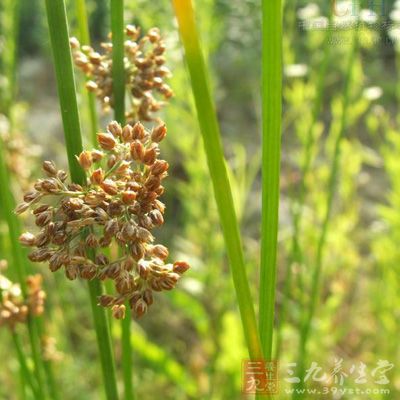 灯芯花为利水渗湿类中药,具有清心降火,利尿通淋之功