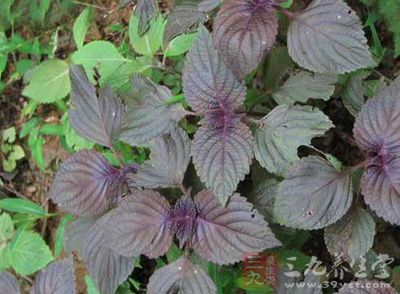 杏苏散方剂功效