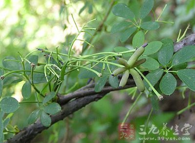小叶木通,小木通,五叶木通(第10页)_大山谷图库