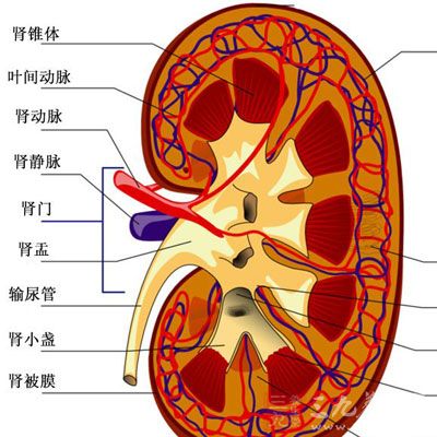 咋样调理肾功能 1439288502465.jpg