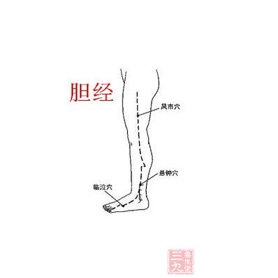 胆经位于大腿外侧