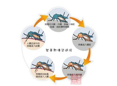 主要通過埃及伊蚊和白紋伊蚊(俗稱花斑蚊)叮咬傳播