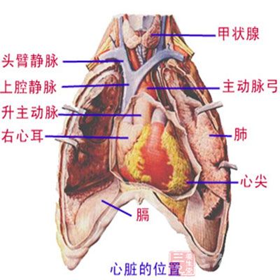 心臟結構圖