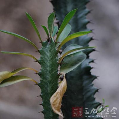 什么植物上面带刺,具有茎刺的植物,还有什么带刺的植物_大山谷图库