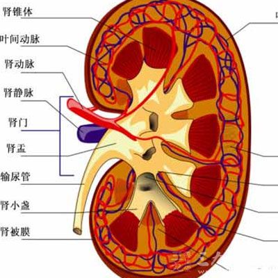 肾脏位置高清图,肾位置图,肾位置图片_大山谷图库