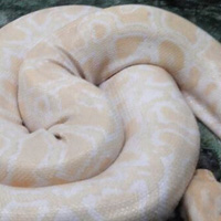 蕲蛇风湿酒的配方