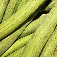 丝瓜络的功效与作用 丝瓜络有显著的催乳功效 丝瓜络的功效与作用 丝瓜络有显著的催乳功效
