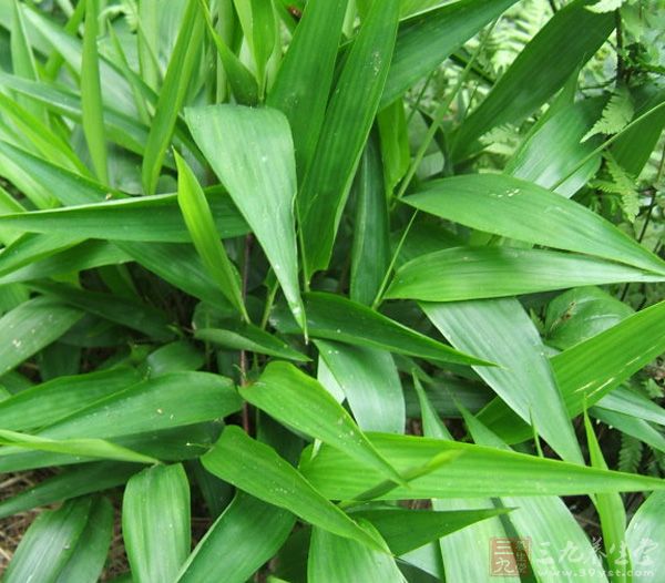 多喝祛湿茶祛痘又养颜