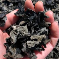 治疗咳嗽的偏方 治疗咳嗽的偏方