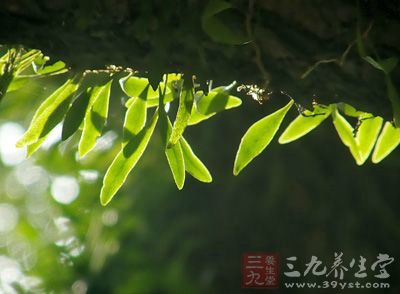 抱树连图片大全,树抱树,猪抱树图片大全_大山谷图库