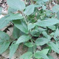 补血薯的药用价值与作用