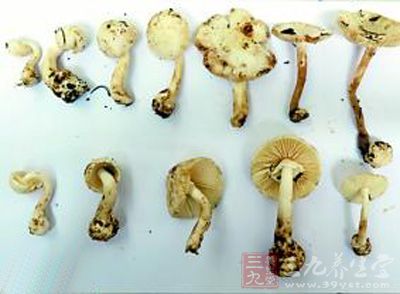 啥是鹅膏毒 1463708417109.jpg