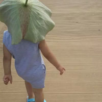 沙参山药治小儿夏季热