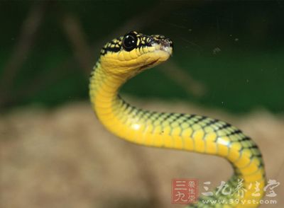 这片纠缠在一起的数千条红边袜带蛇被认为是世界最大的蛇海