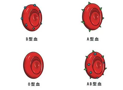 关于血型跟性格之间的关系，日本的一位学者先提出说法，认为O型血的人意志力比较坚强，好胜心比较强，胆大