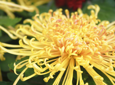 菊花能清熱解毒，與陳皮搭配煮水，可以祛肝火、健脾胃、祛濕氣