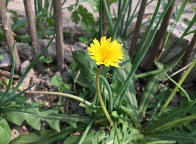 蒲公英根中的多種營(yíng)養(yǎng)成分和生物活性物質(zhì)，能夠調(diào)節(jié)人體的免疫系統(tǒng)，增強(qiáng)機(jī)體的抵抗力