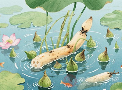 所謂“水八仙”，指的是蓮藕、菱角、茭白、芡實(shí)等水生植物