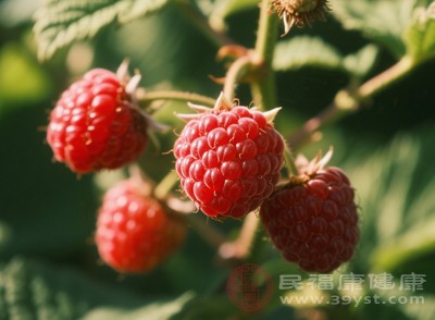 覆盆子 “小身材”藏著“大能量” 絕了 覆盆子 “小身材”藏著“大能量” 絕了