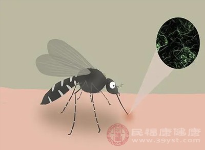 蚊子的口器基部與頭部的肌肉和關(guān)節(jié)相連，能靈活伸縮和活動(dòng)