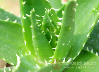 在選擇食用蘆薈時，務(wù)必確認(rèn)品種，避免誤選不可食用的蘆薈品種，帶來健康風(fēng)險