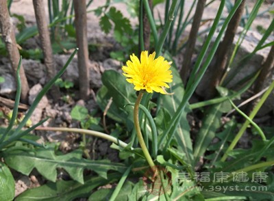 蒲公英，在中醫(yī)眼中是一味功效強大的中藥材，性寒、味苦甘，歸肝、胃經(jīng)，有著“藥草皇后”的美譽