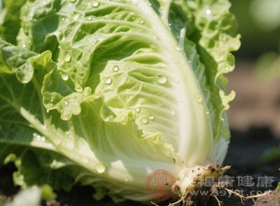 生菜幾乎沒(méi)什么熱量，常被用來(lái)做沙拉基底，富含膳食纖維，能增加飽腹感