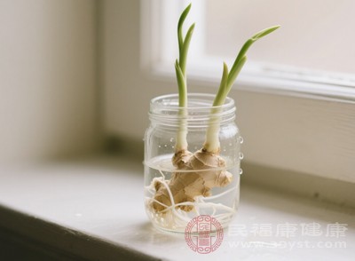 對姜過敏的人群，無論姜是否發(fā)芽，都應(yīng)避免食用，防止過敏反應(yīng)的發(fā)生