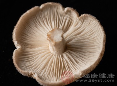 菌褶內(nèi)的污染物會(huì)加速平菇變質(zhì)，尤其是在高溫環(huán)境下，可能導(dǎo)致食材提前腐爛，失去食用價(jià)值