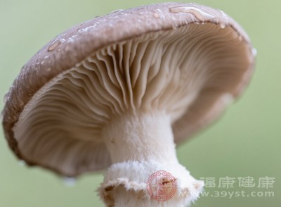 平菇清洗后不宜久放，應(yīng)盡快下鍋烹飪，防止細(xì)菌滋生