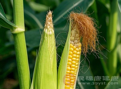 由于糯玉米的支鏈淀粉容易被消化酶分解，在體內(nèi)消化吸收速度較快