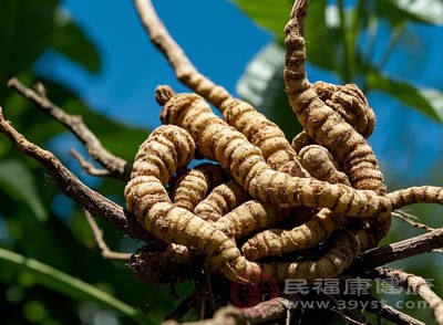 在癲癇、破傷風(fēng)等疾病導(dǎo)致的抽搐痙攣治療中，天麻常作為輔助藥物使用，幫助減輕癥狀發(fā)作的頻率和程度