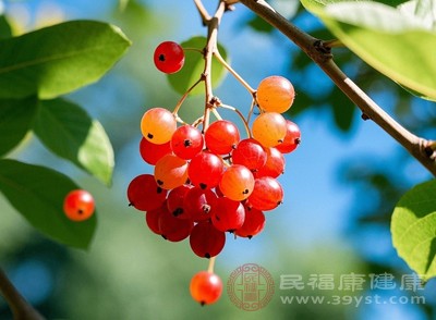 五味子對(duì)肺虛久咳、氣喘等癥狀有很好的調(diào)理作用，可收斂肺氣，幫助恢復(fù)肺部功能