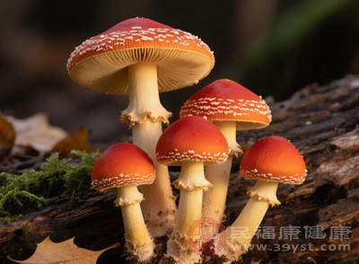 赭紅菇含胃腸毒素，誤食后短時間內(nèi)出現(xiàn)劇烈腹痛、腹瀉、嘔吐，嚴(yán)重時脫水、休克，對身體損傷極大